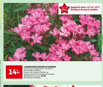 Auchan LAURIER ROSE (NERIUM OLEANDER) offre