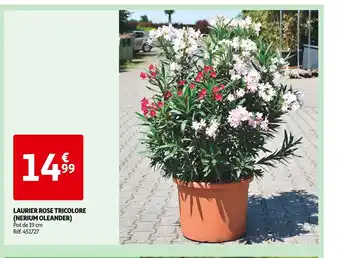 Auchan LAURIER ROSE TRICOLORE (NERIUM OLEANDER) offre