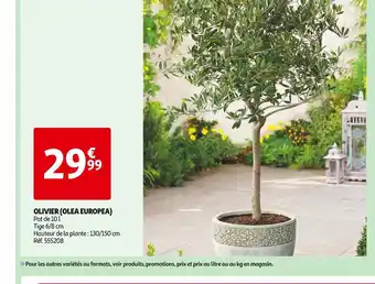 Auchan OLIVIER (OLEA EUROPEA) offre