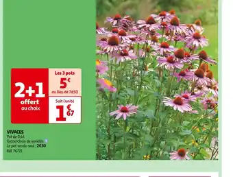 Auchan VIVACES offre