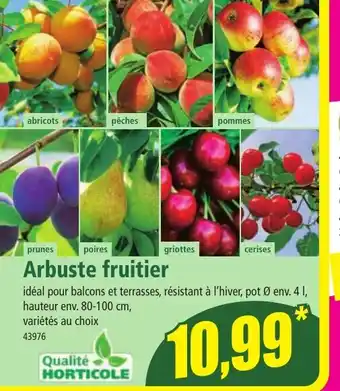 Norma Arbuste fruitier offre