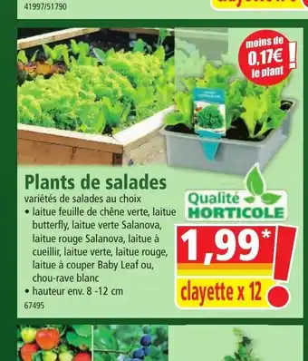 Norma Plants de salades offre