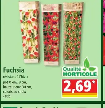 Fuchsia