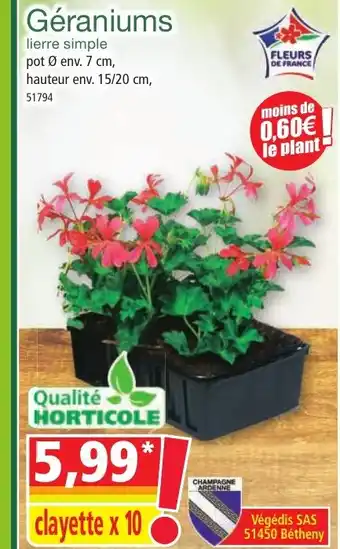 Norma Géraniums offre