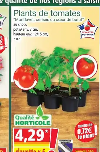 Norma Plants de tomates offre