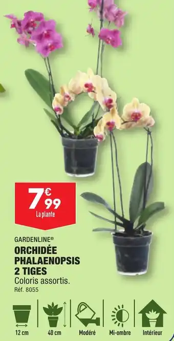 GARDENLINE® ORCHIDÉE PHALAENOPSIS 2 TIGES