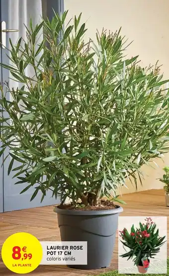 Intermarché LAURIER ROSE POT 17 CM offre