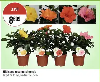 Hibiscus rosa ou sinensis