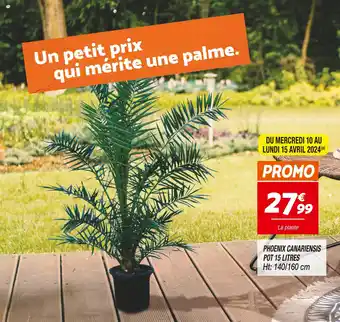 PHOENIX CANARIENSIS