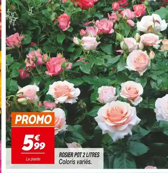 Netto ROSIER POT 2 LITRES offre