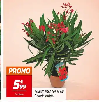 Netto LAURIER ROSE POT 14 CM offre