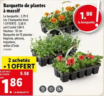 Lidl Barquette de plantes à massif offre