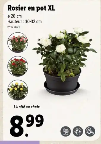 Lidl Rosier en pot XL offre