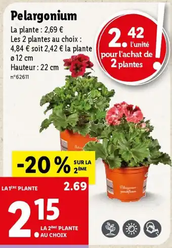 Lidl Pelargonium offre