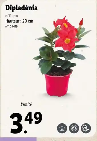 Lidl Dipladénia offre
