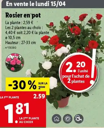 Lidl Rosier en pot offre