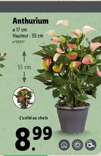 Lidl Anthurium offre