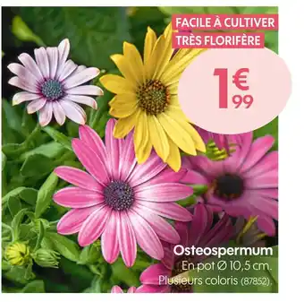 Truffaut Osteospermum offre