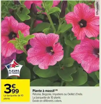 Carrefour Market Plantes à fleurs offre