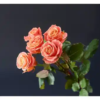 Bouquet De 5 Roses Variétés Spéciales