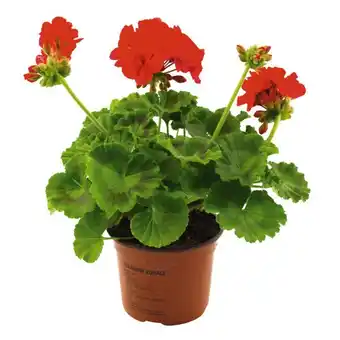 Auchan Geraniums offre
