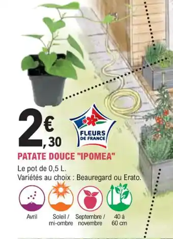 PATATE DOUCE "IPOMEA"