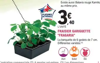 E.Leclerc Jardi FRAISIER GARIGUETTE "FRAGARIA" offre