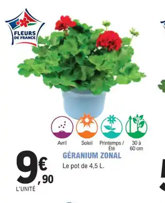 GÉRANIUM ZONAL