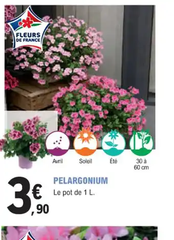PELARGONIUM