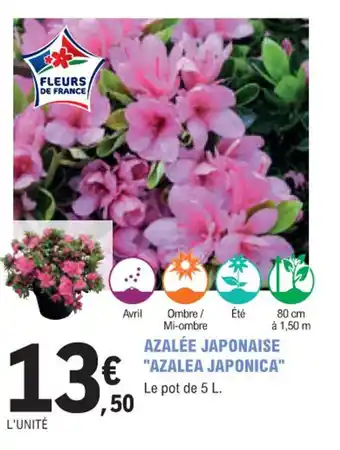 E.Leclerc Jardi AZALÉE JAPONAISE "AZALEA JAPONICA" offre