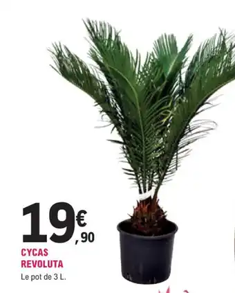 E.Leclerc Jardi CYCAS REVOLUTA offre