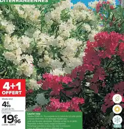 Auchan Supermarché Flan filiere auchan cultivons le bon offre