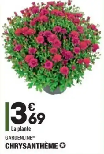Chrysanthème