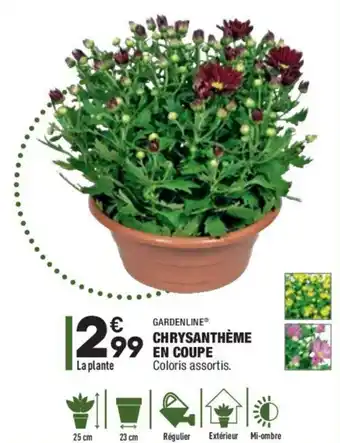 Chrysanthème en coupe