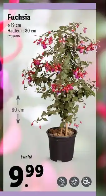 Lidl Fuchsia offre