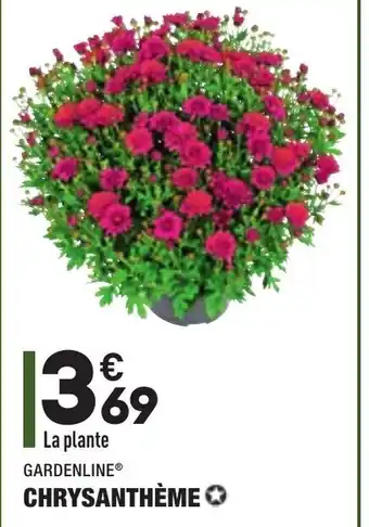 Chrysanthème