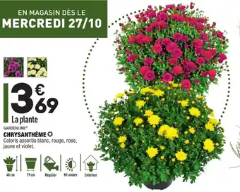 ALDI Chrysanthème offre