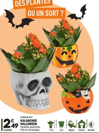 ALDI Kalanchoe Halloween offre