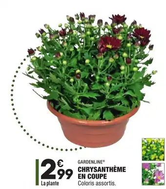 ALDI Chrysanthème en coupe offre