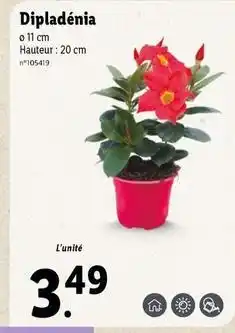 Lidl Dipladénia offre