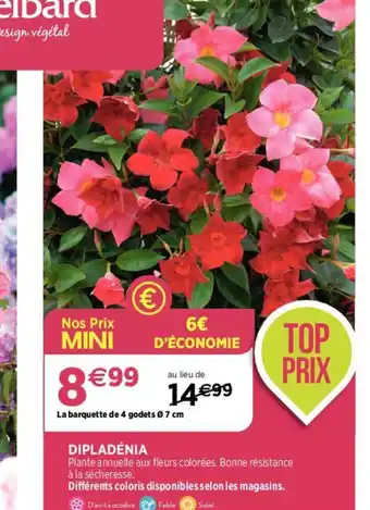 Delbard DIPLADÉNIA offre