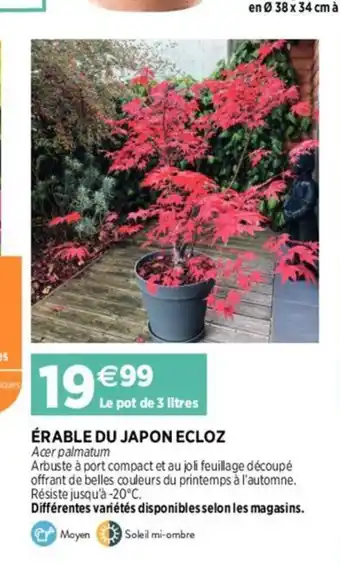 Delbard Erable du japon ecloz offre