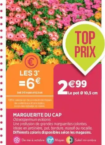 Delbard MARGUERITE DU CAP offre