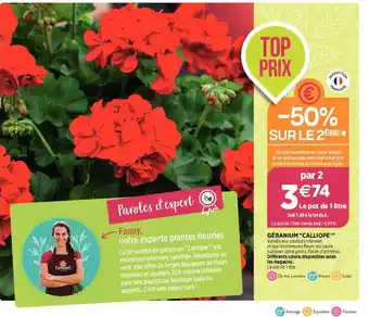 Delbard GÉRANIUM "CALLIOPE offre