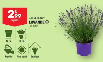 ALDI GARDENLINE® LAVANDE✪ offre