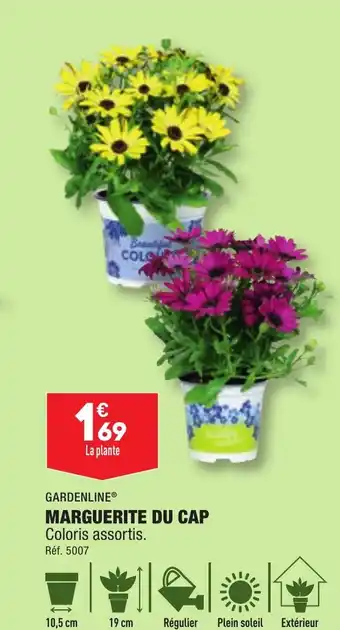 ALDI GARDENLINE® MARGUERITE DU CAP offre