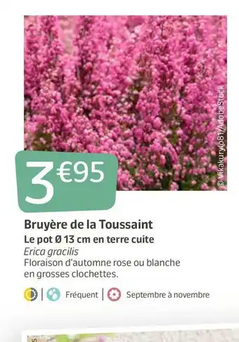 Bruyère de la toussaint