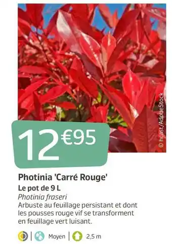 Jardiland Photinia 'carré rouge' offre