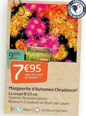 Chrydance marguerite d'automne