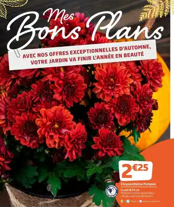 Jardiland Chrysanthème pompon offre